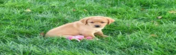 Labrador Retriever dogs for sale: Cassidy - Ad 3