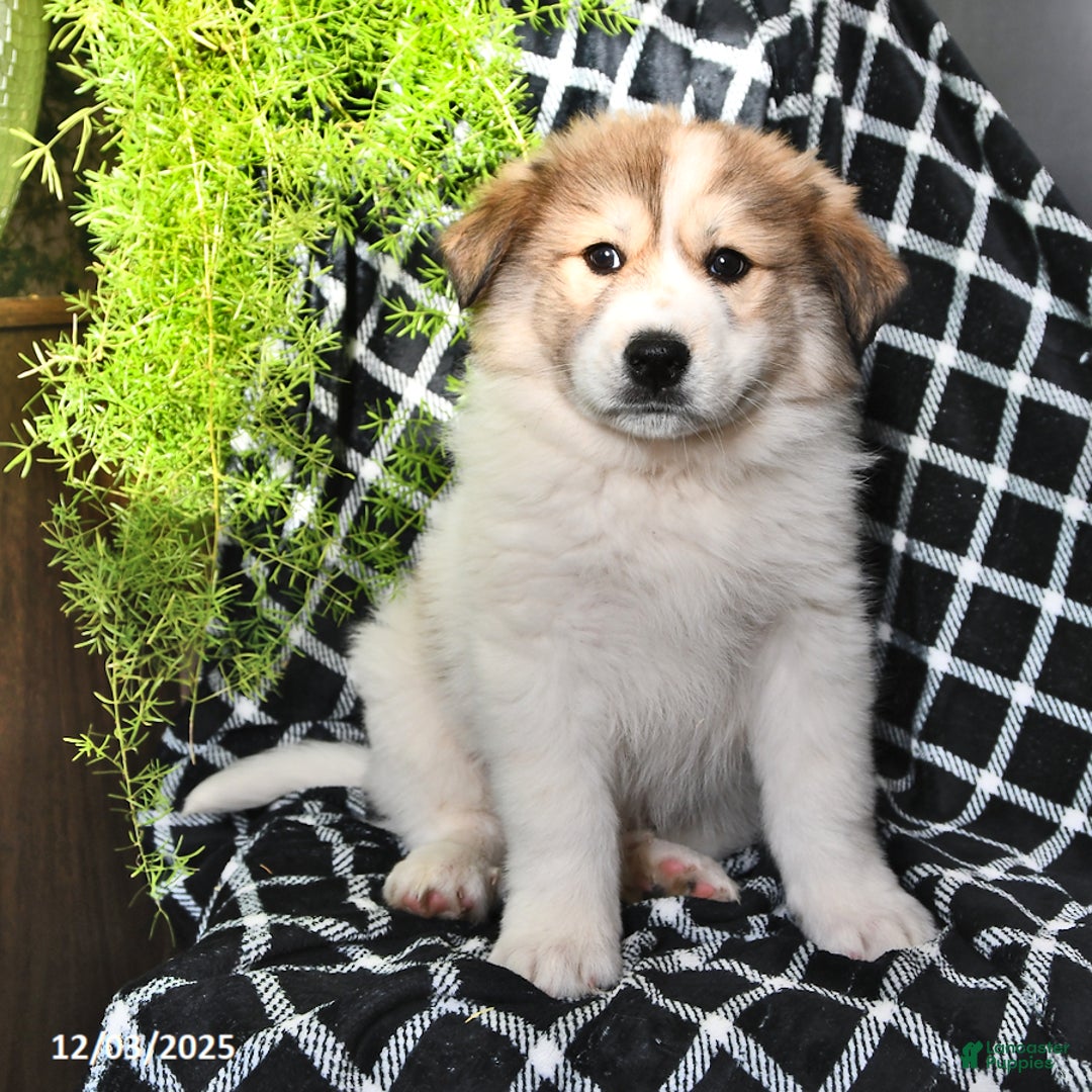 Great Pyrenees dogs for sale: Ashton - Ad 2
