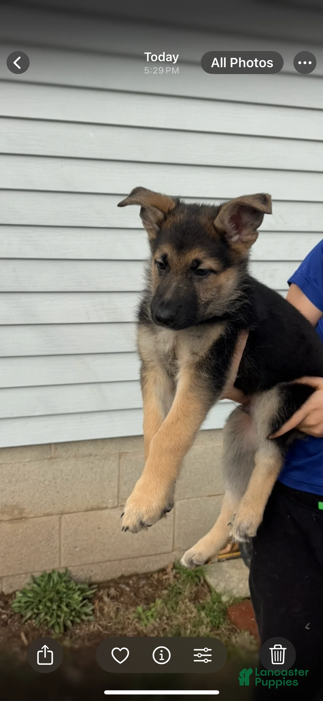 German Shepherd dogs for sale: German Shepherd Puppy 3 - Ad 1