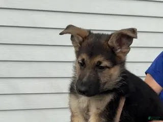 German Shepherd dogs German Shepherd Puppy 3 - Ad 39