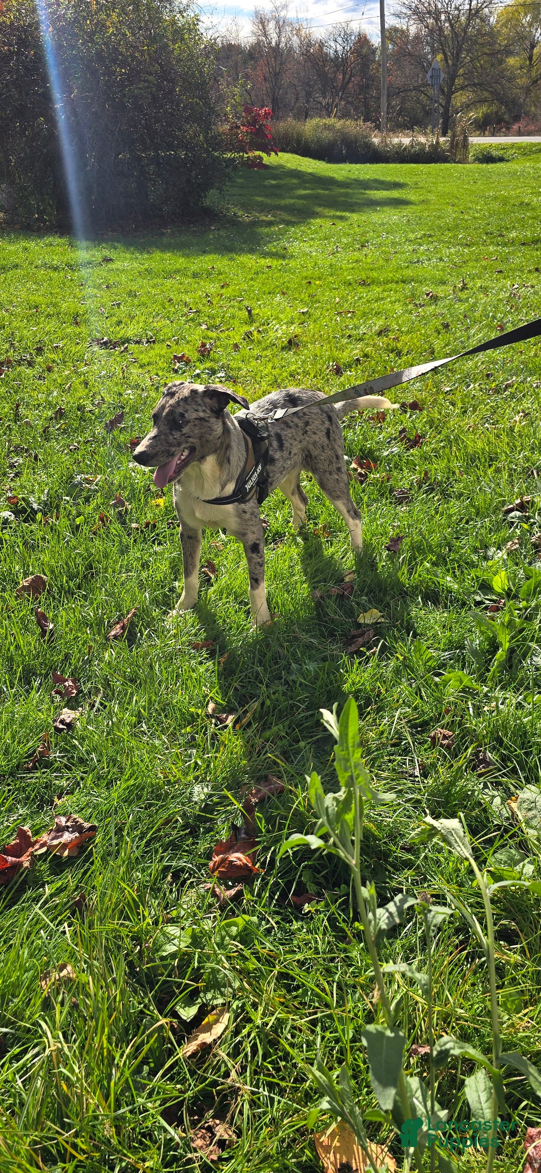 Mixed Breed dogs for sale: Rocky - Ad 2