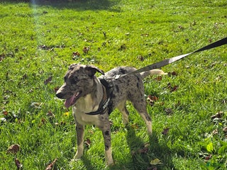 Mixed Breed dogs - Ad 14