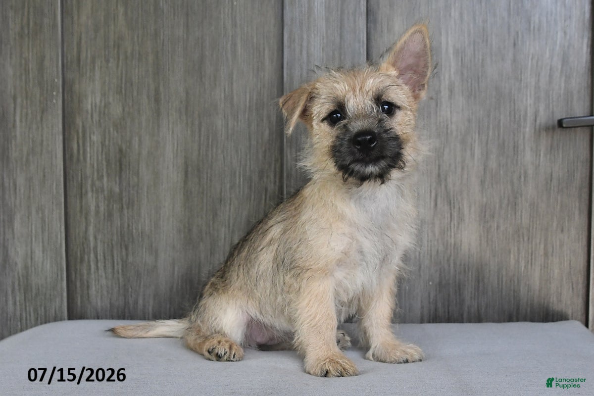 Cairn Terrier dogs Amber - Ad 2