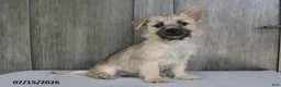 Cairn Terrier dogs for sale: Amber - Ad 2
