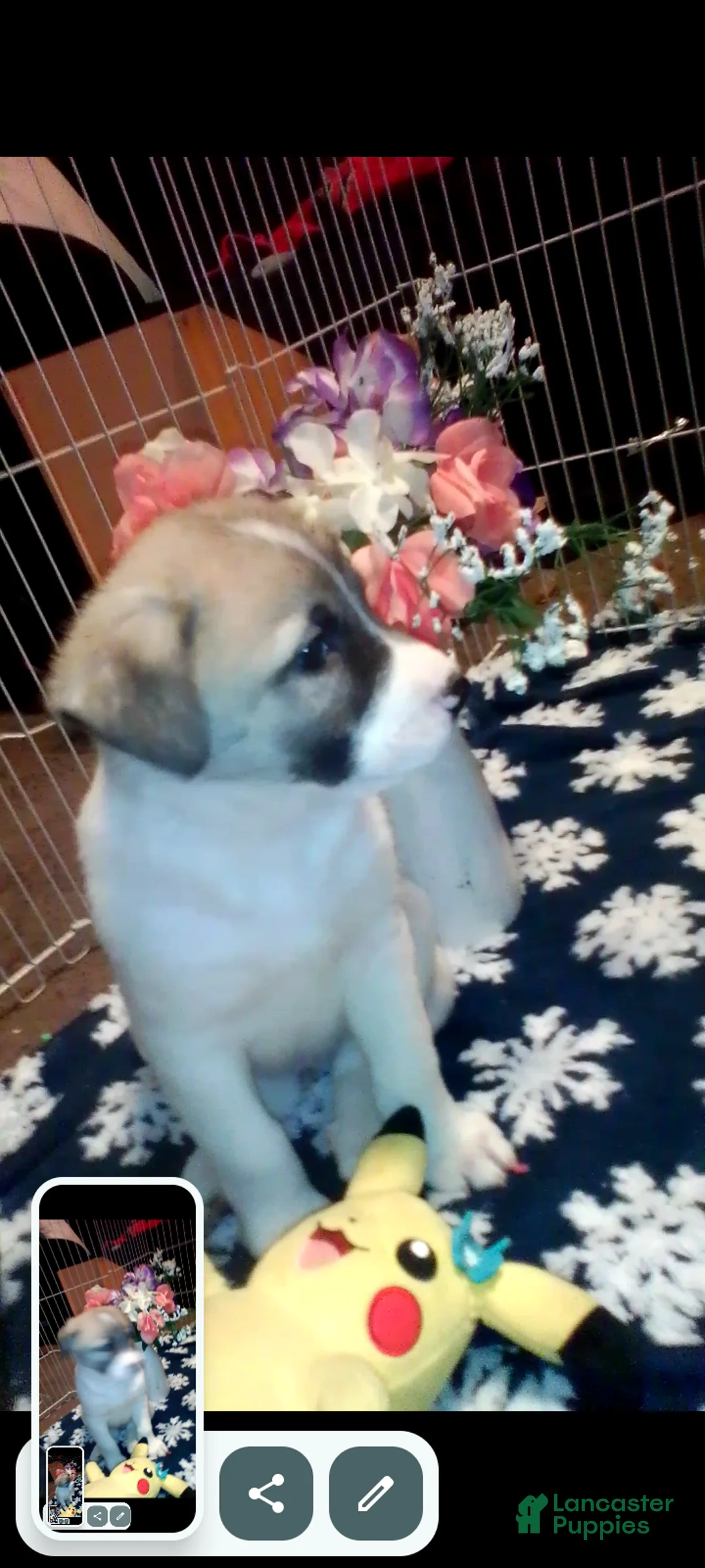 Mixed Breed dogs for sale: BABY JOJO  - Ad 28