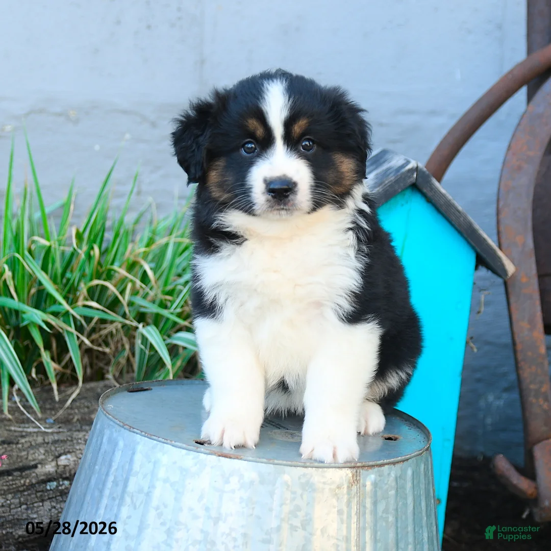 Miniature Australian Shepherd dogs for sale: Belle - Ad 1