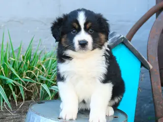 Miniature Australian Shepherd dogs for sale: Belle - Ad 2
