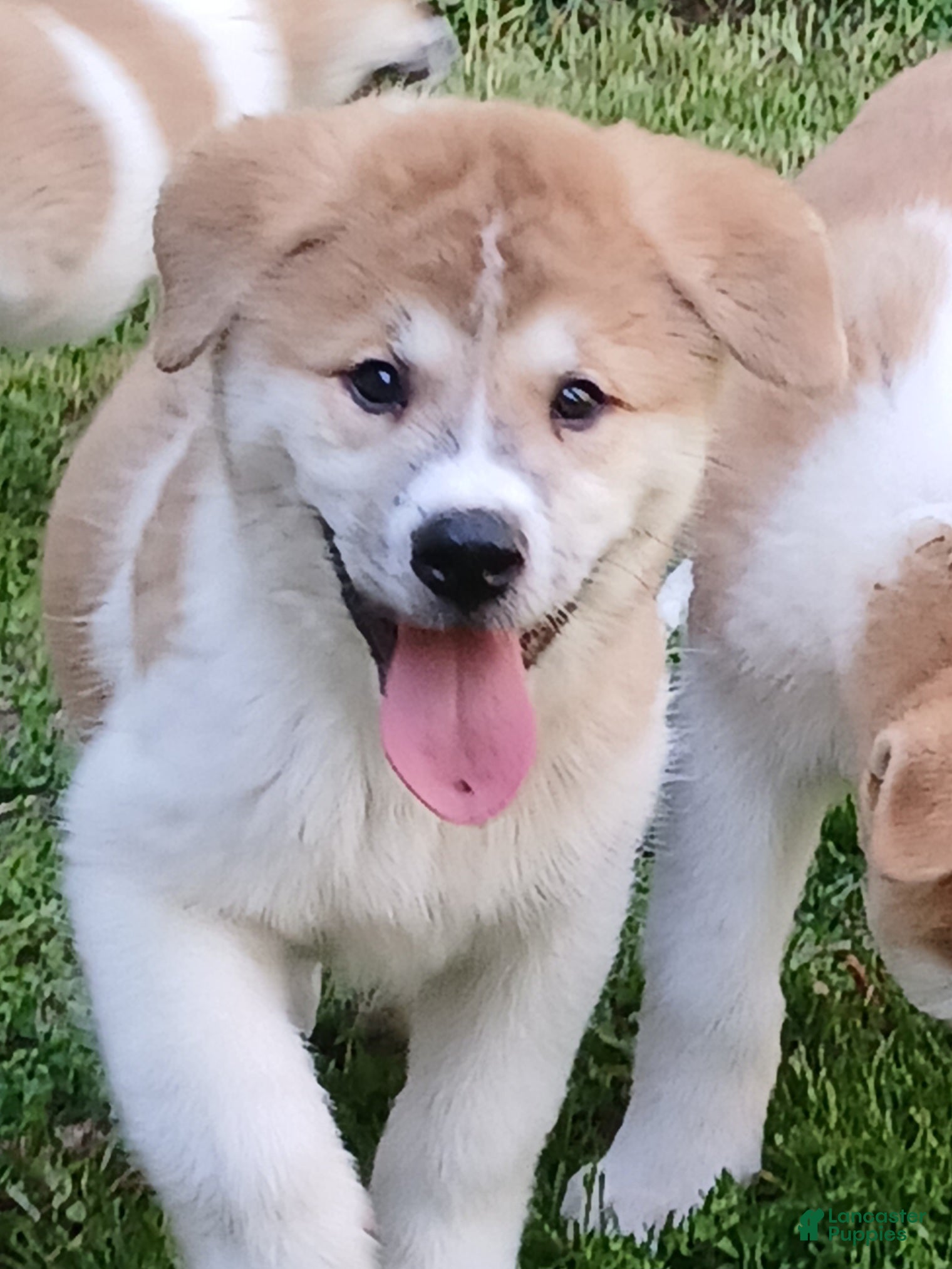 Akita dogs Rowan - Ad 1