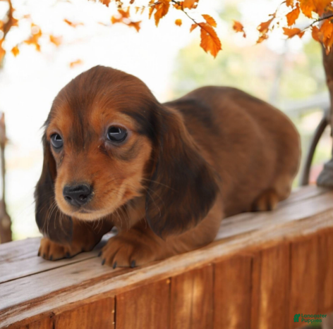 Miniature Dachshund dogs Fate/Fame M1 - Ad 2