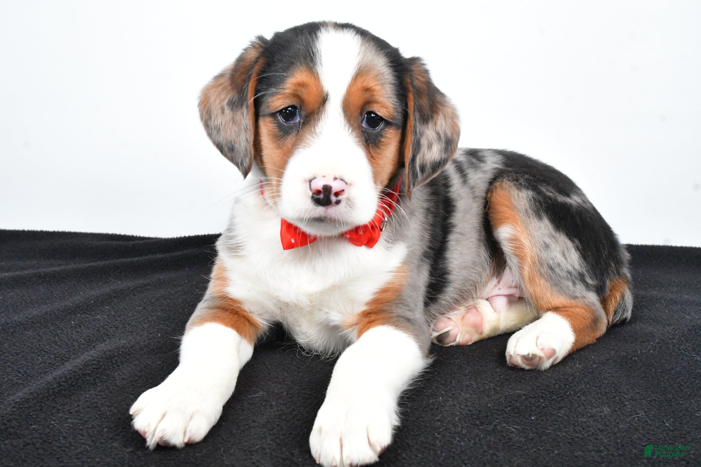 Mixed Breed dogs Timmy - Ad 39