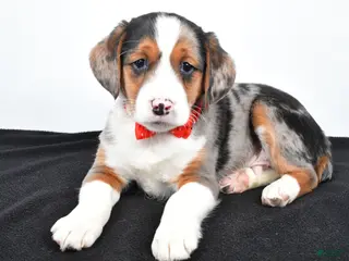 Mixed Breed dogs Timmy - Ad 39