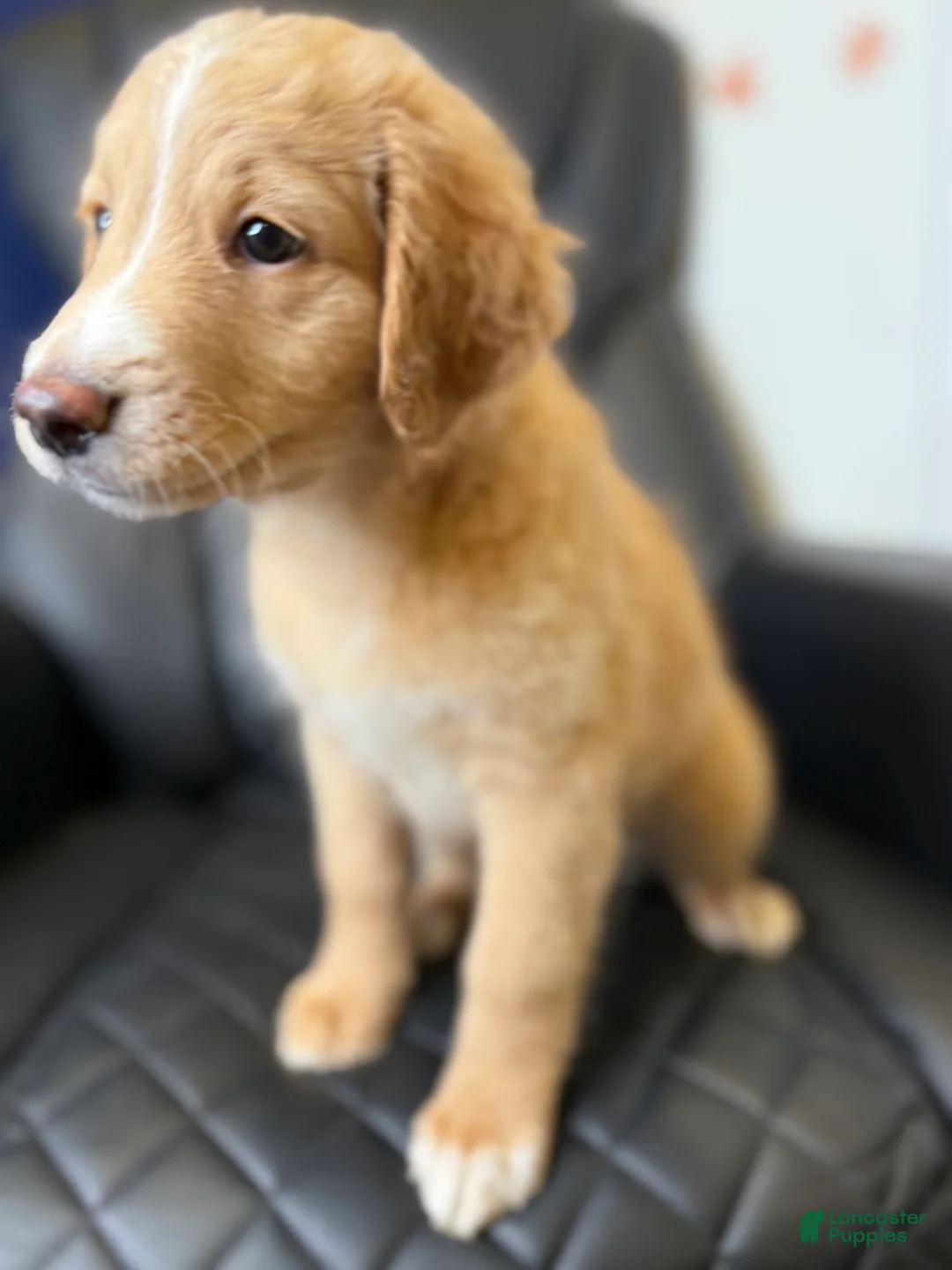 Aussiedoodle dogs for sale:  Darling  - Ad 2