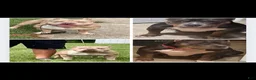 American Bully dogs for sale: American Bully 1 - Ad 3