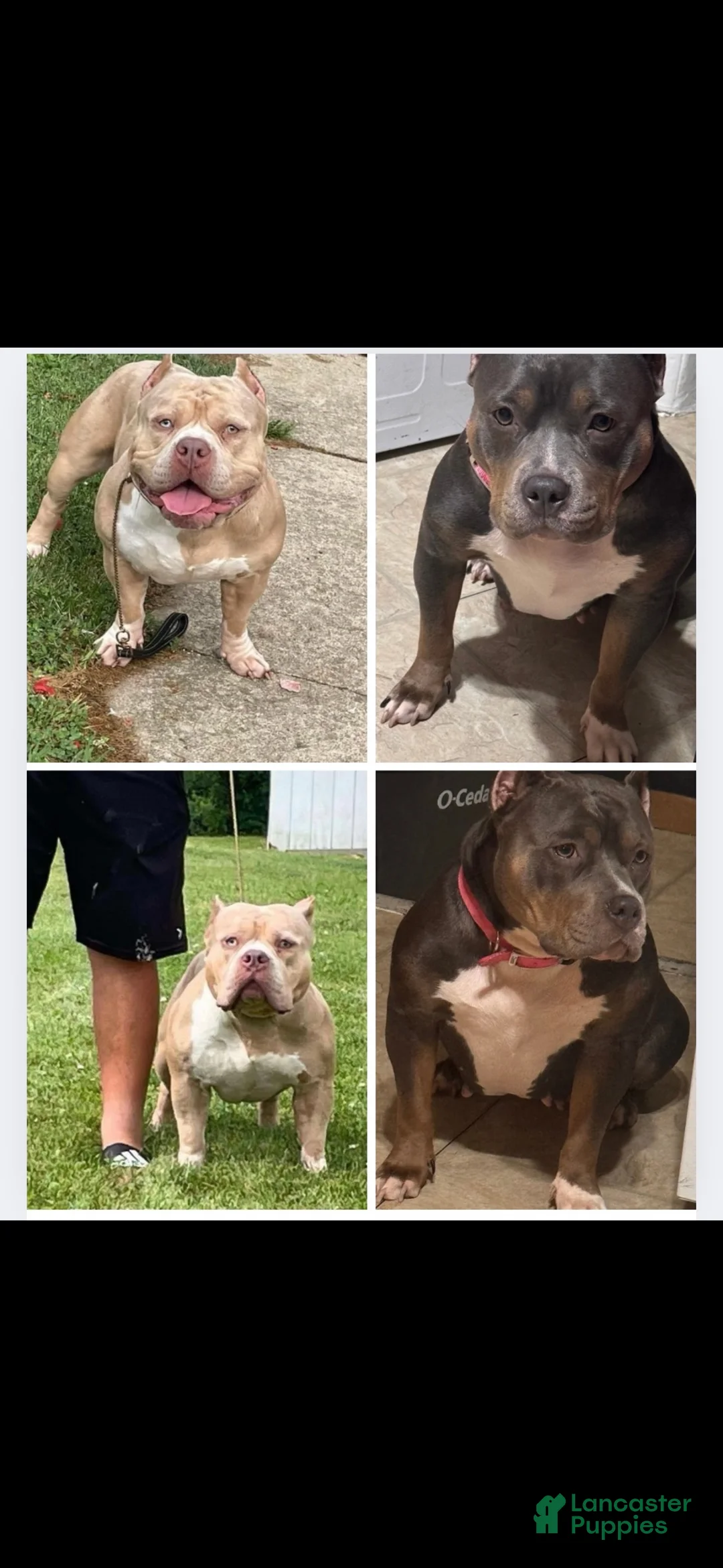 American Bully dogs for sale: American Bully 1 - Ad 3