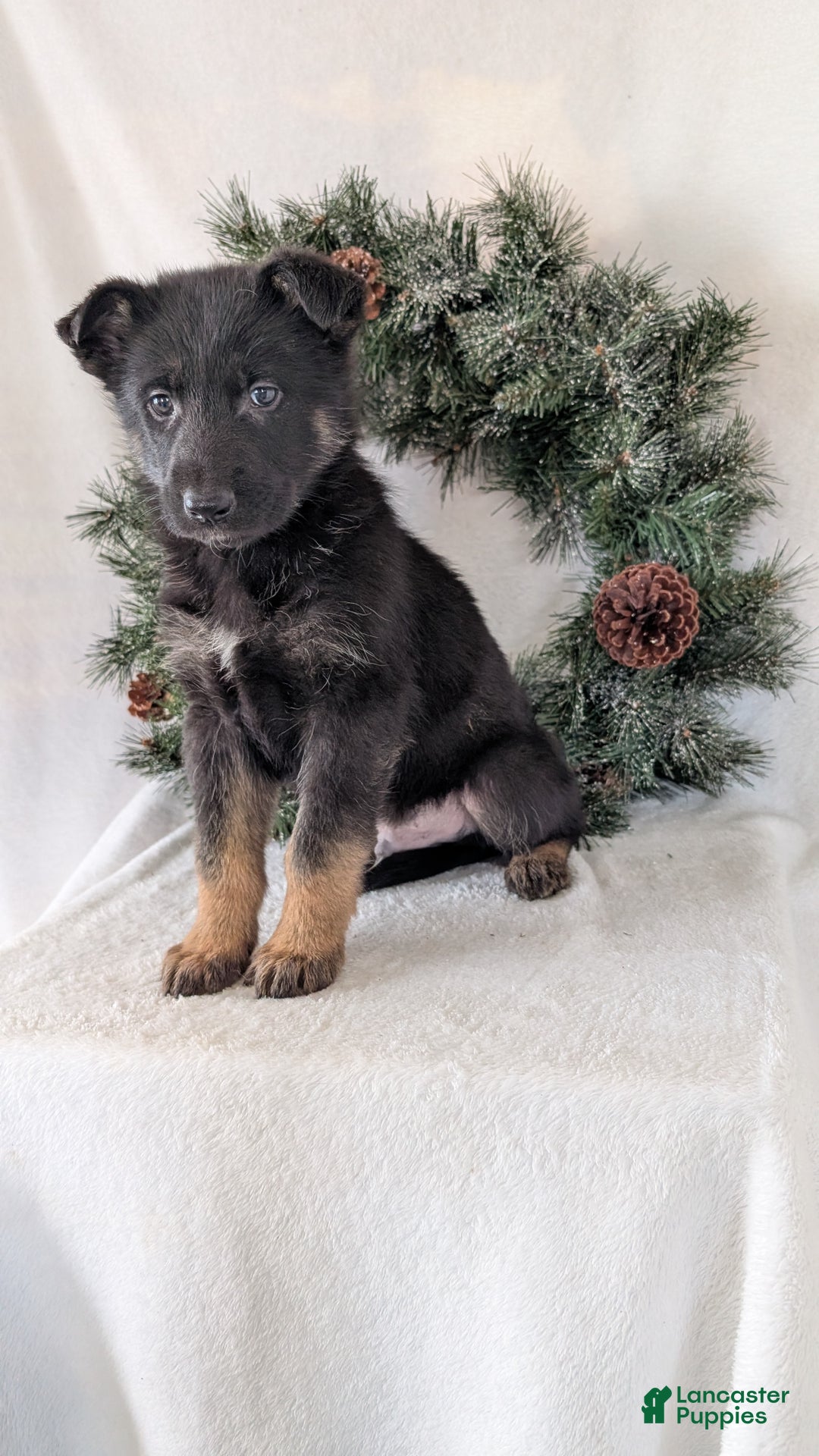 German Shepherd dogs for sale: Logan  - Ad 4