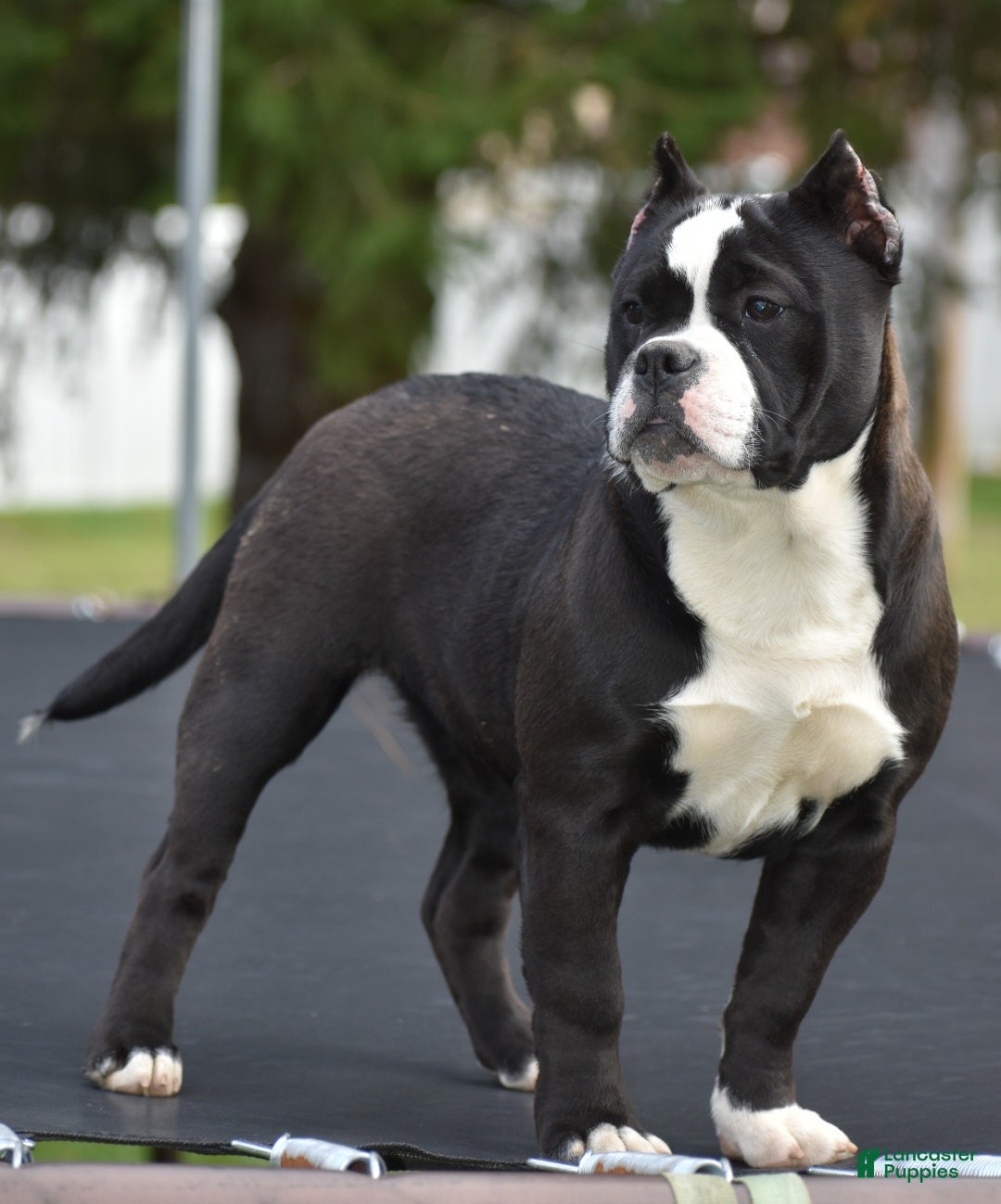Mixed Breed dogs for sale: Prettia bully bulldog hybrid  - Ad 1