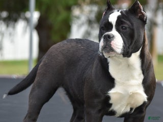 Mixed Breed dogs Prettia bully bulldog hybrid - Ad 12