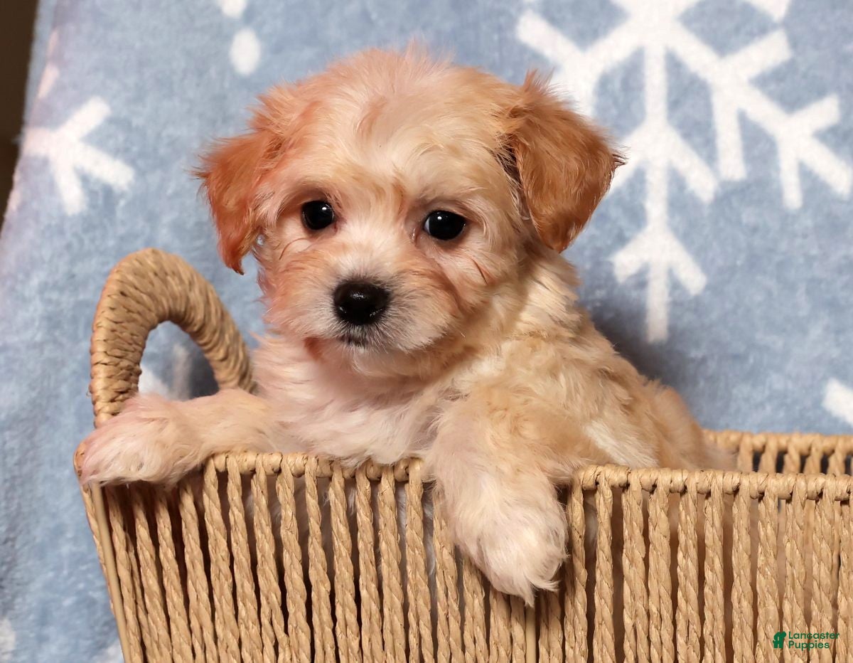 Yochon dogs Mia - Ad 30