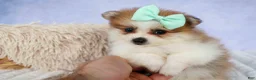 Pomeranian dogs for sale: Frankie 🐶 - Ad 4