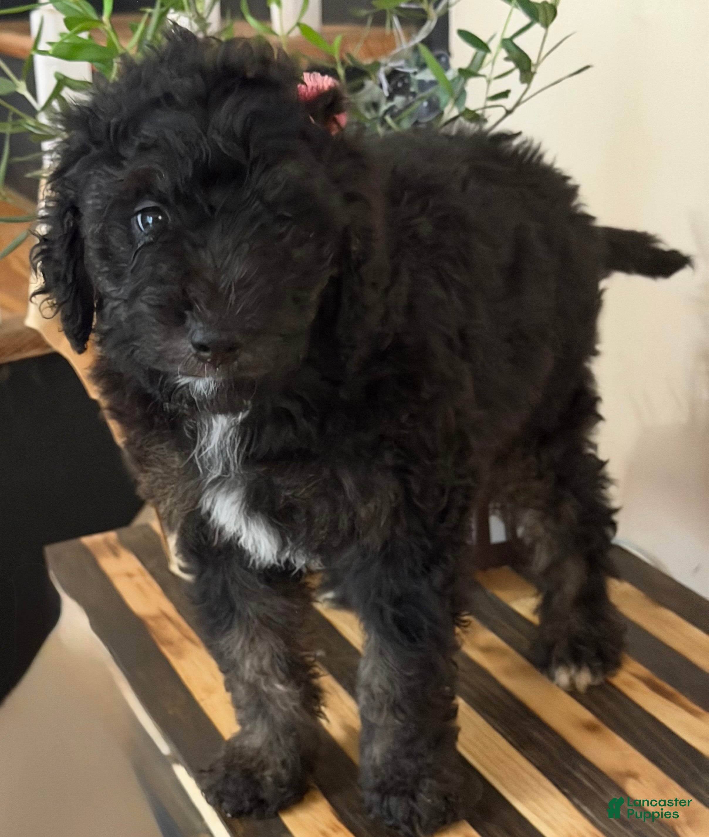 Mini Goldendoodle dogs Chloe - Ad 1