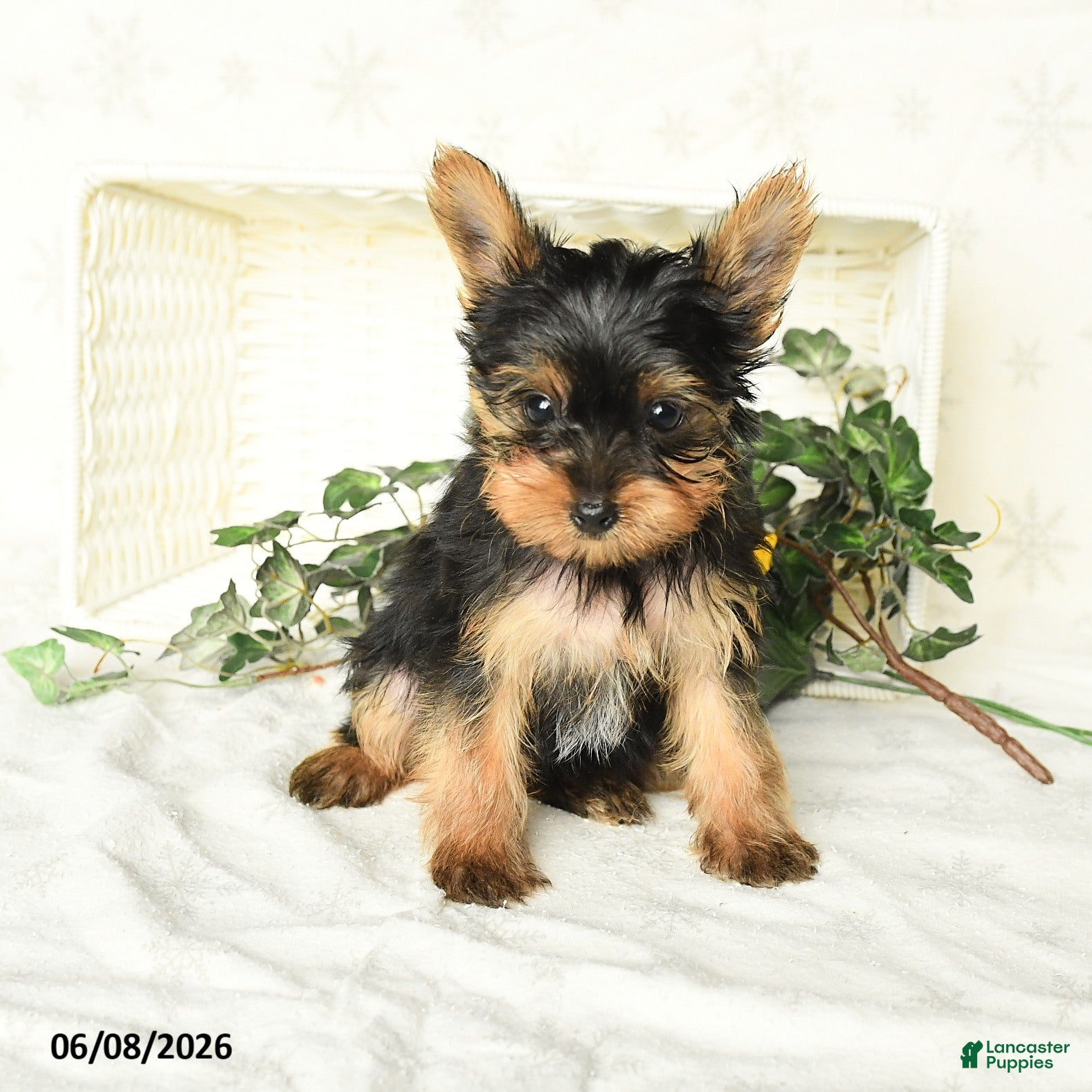 Yorkshire Terrier dogs Prince   - Ad 2