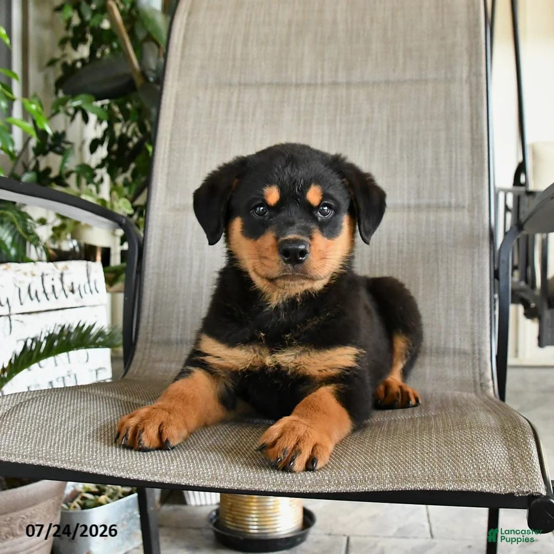 Rottweiler dogs for sale: Melvin - Ad 3