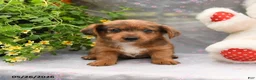Dorkie dogs for sale: Petey - Ad 1