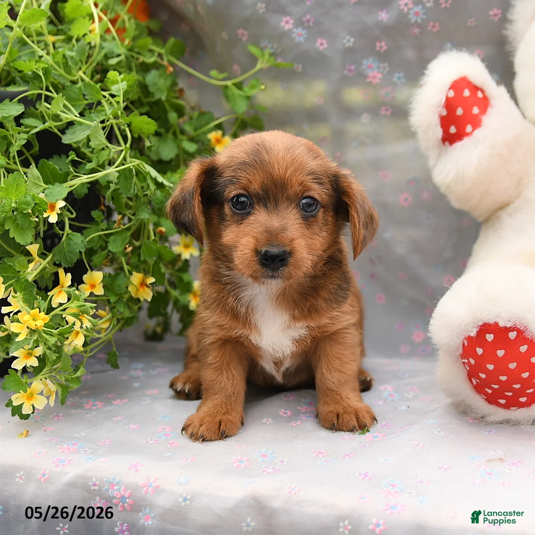 Dorkie dogs for sale: Petey - Ad 1