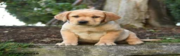 Labrador Retriever dogs for sale: Augustus - Ad 1