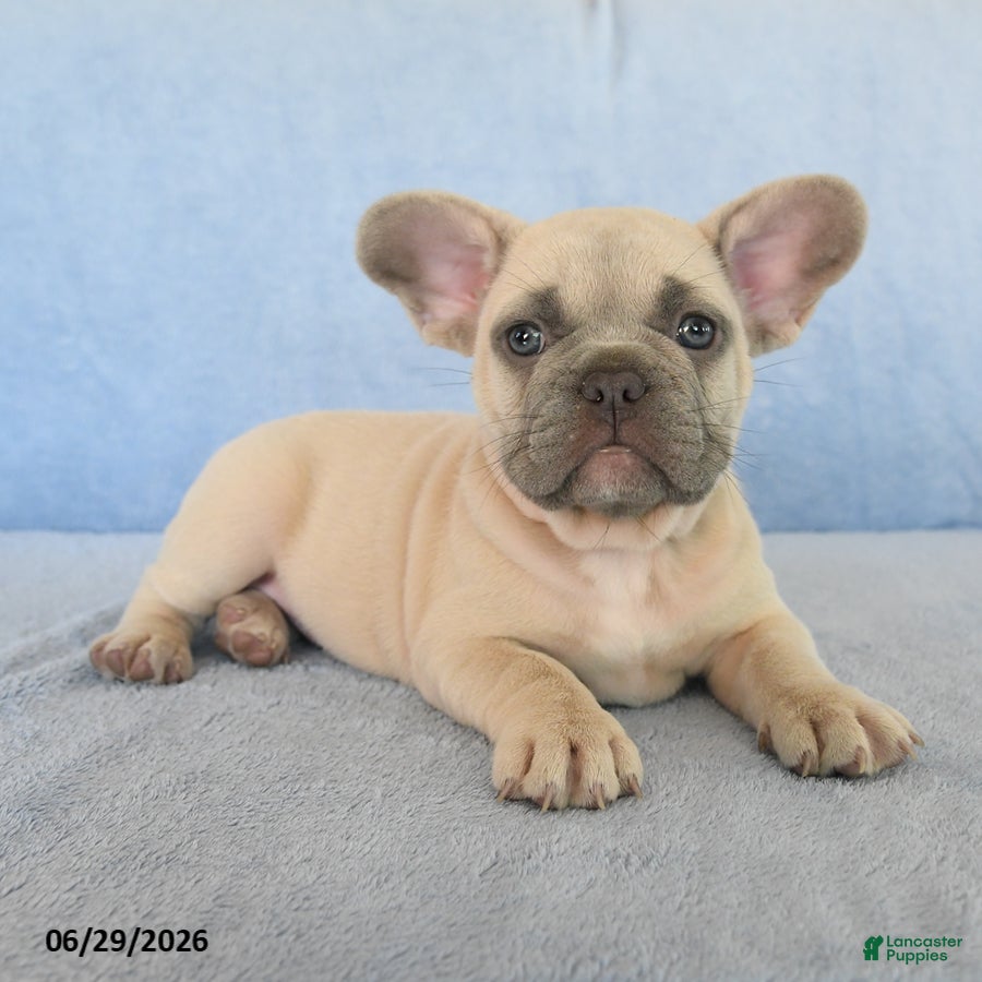 French Bulldog dogs Orlan - Ad 2