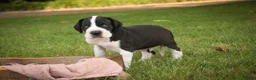 Great Dane dogs for sale: Clark Great Dane  - Ad 4
