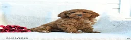 Cockapoo dogs for sale: Joey - Ad 3