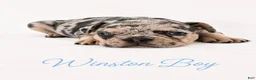 French Bulldog dogs for sale: Winston Boy - Ad 3