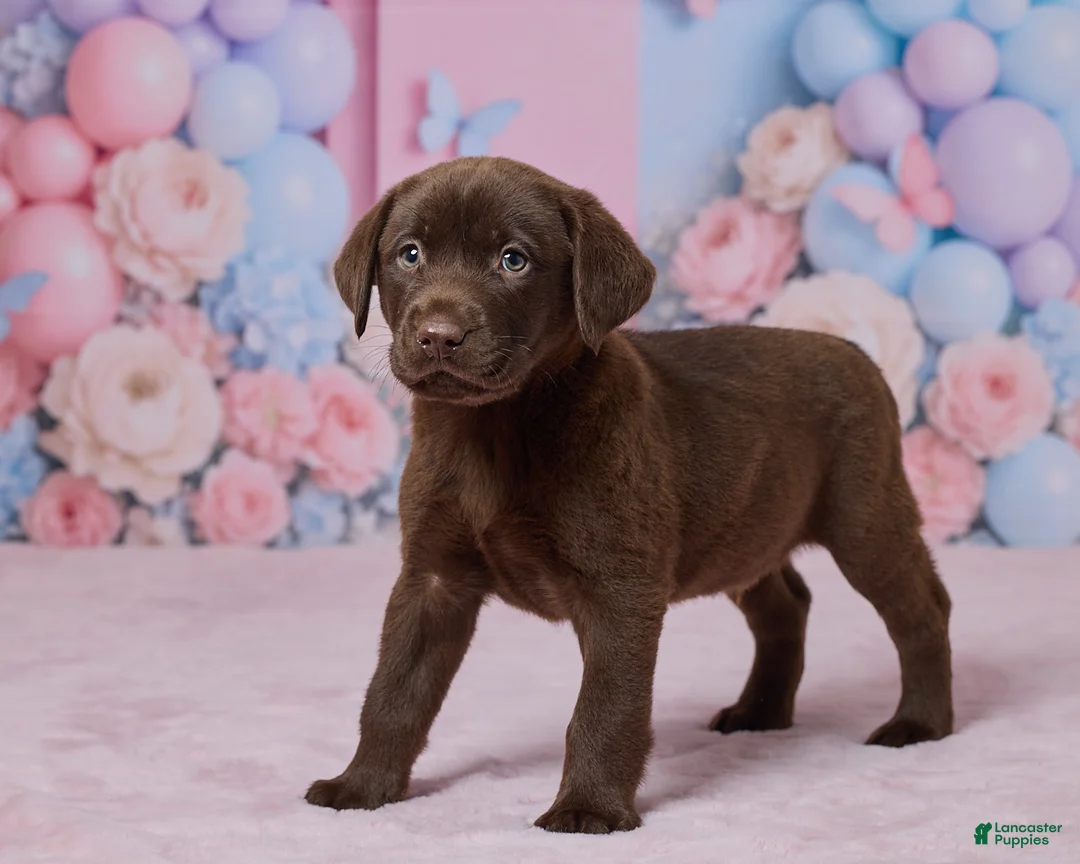 Labrador Retriever dogs for sale: Duncan - Ad 5