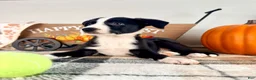 Border Collie dogs for sale: Oakley - Ad 4