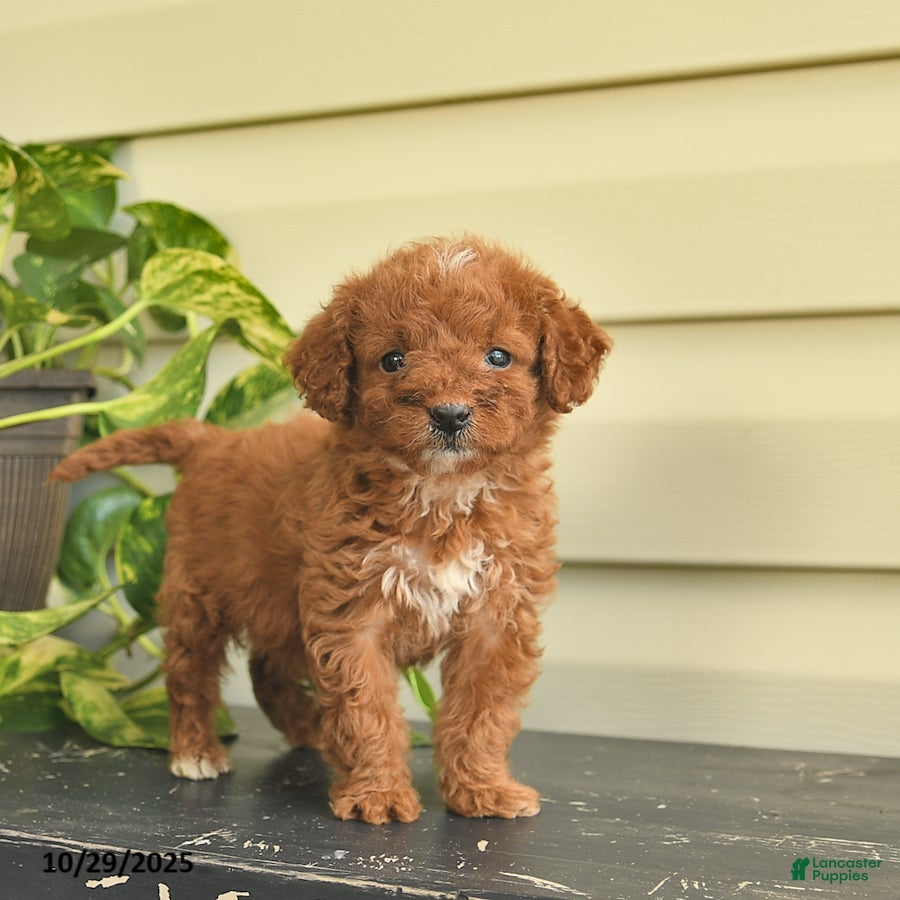 Miniature Poodle dogs Magnolia  - Ad 7