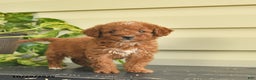 Miniature Poodle dogs for sale: Magnolia  - Ad 1