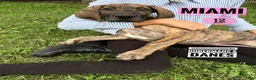 Great Dane dogs for sale: Miami - Ad 6