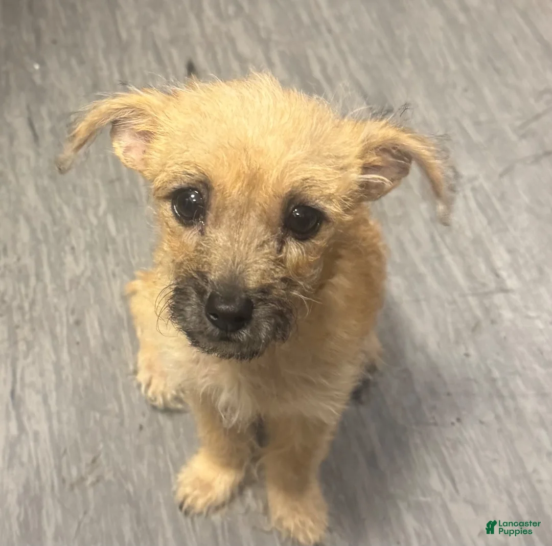 Mixed Breed dogs for sale: Mixed Breed 4 - Ad 1