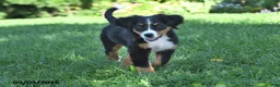 Bernese Mountain Dog dogs for sale: Kallia - Ad 8