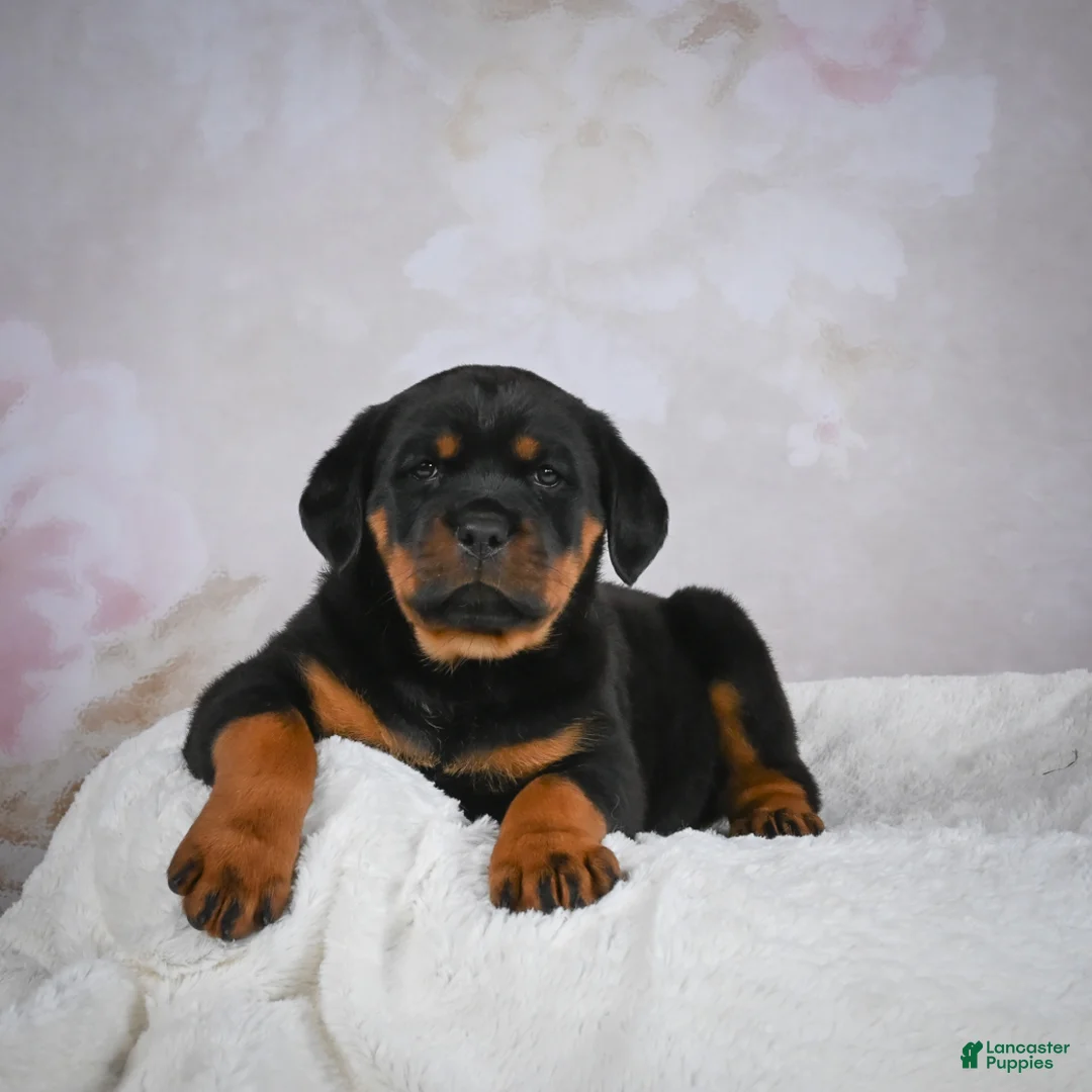 Rottweiler dogs for sale: Princess - Ad 7