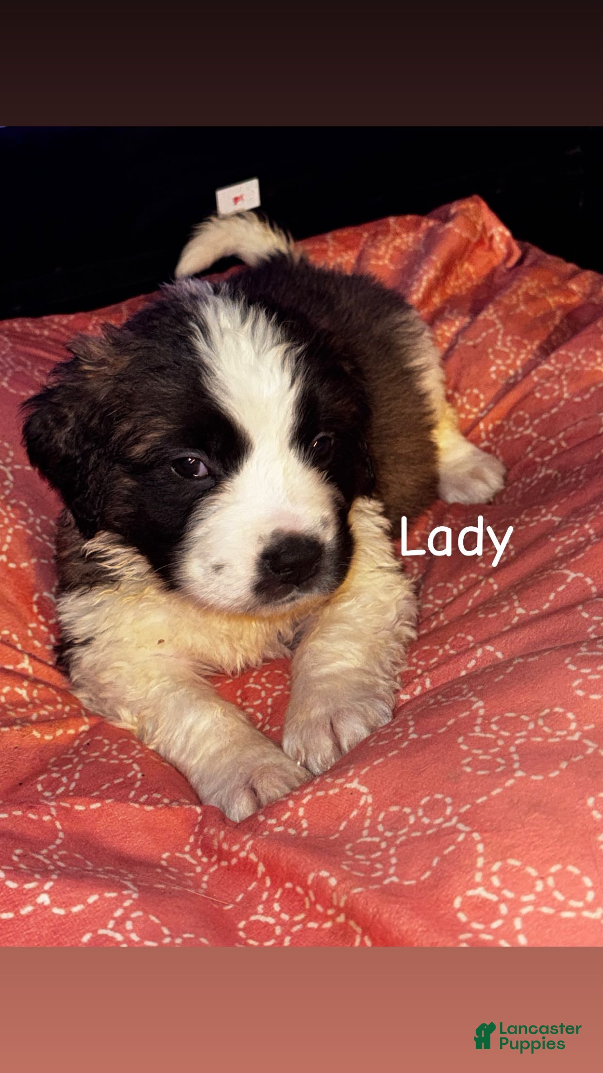 Saint Bernard dogs Lady - Ad 2