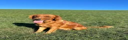 Golden Retriever dogs for sale: Goldie - Ad 11