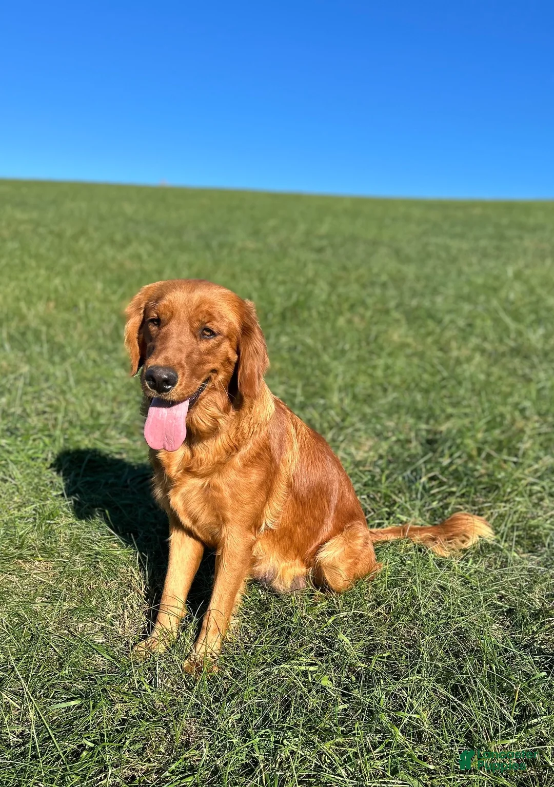 Golden Retriever dogs for sale: Goldie - Ad 11
