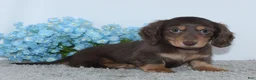 Miniature Dachshund dogs for sale: Jasper - Ad 1