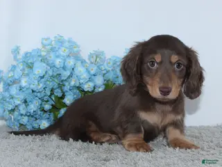 Miniature Dachshund dogs for sale: Jasper - Ad 1