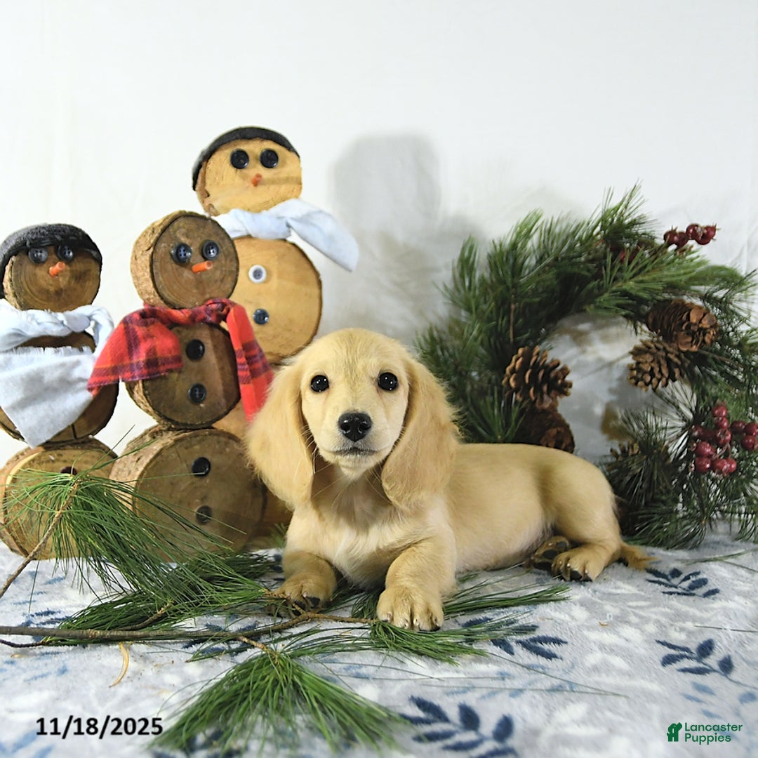 Miniature Dachshund dogs for sale: Ollie - Ad 9