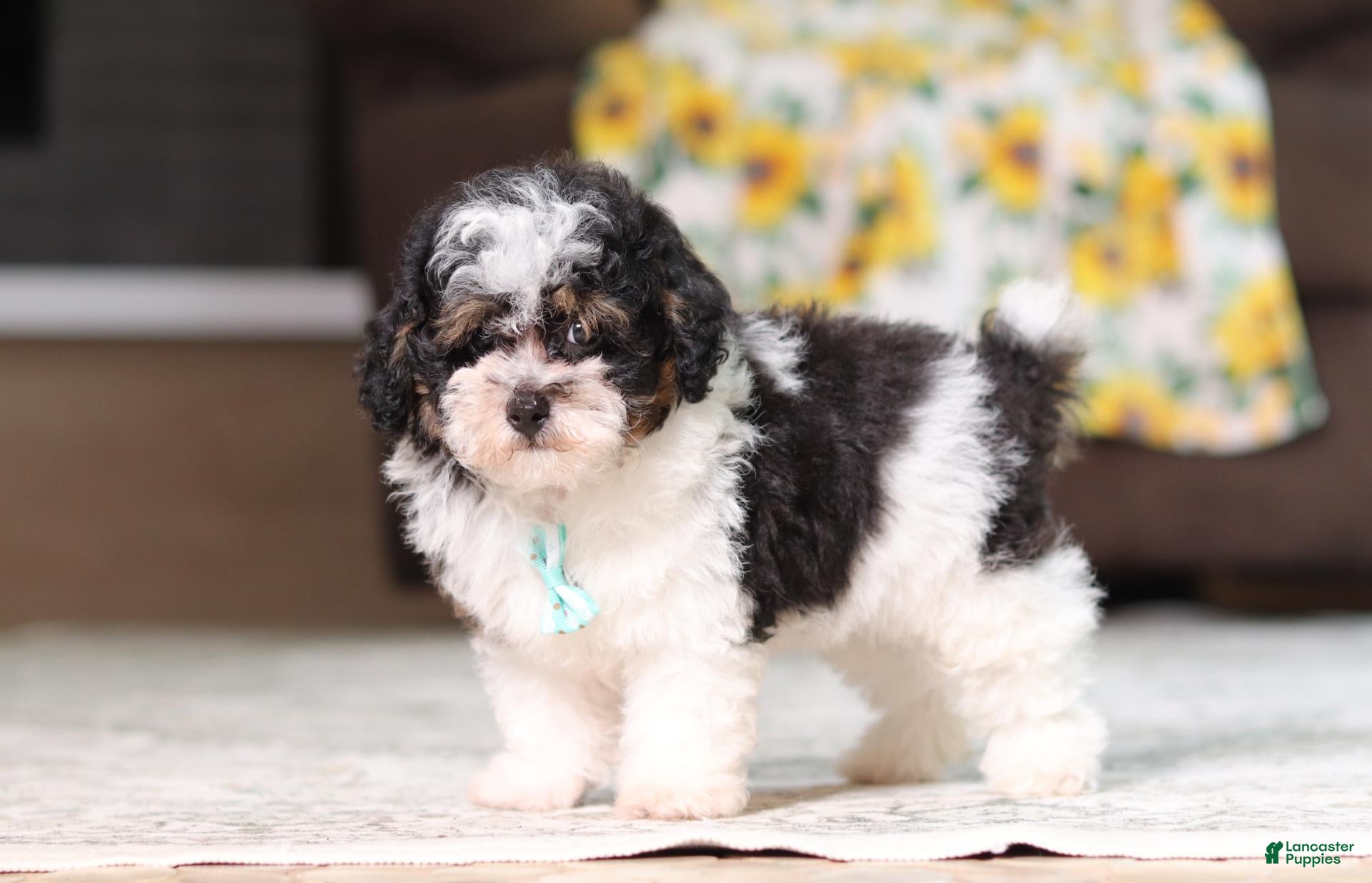 Miniature Poodle dogs Dawson - Ad 1