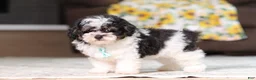 Miniature Poodle dogs for sale: Dawson (AKC) - Ad 1
