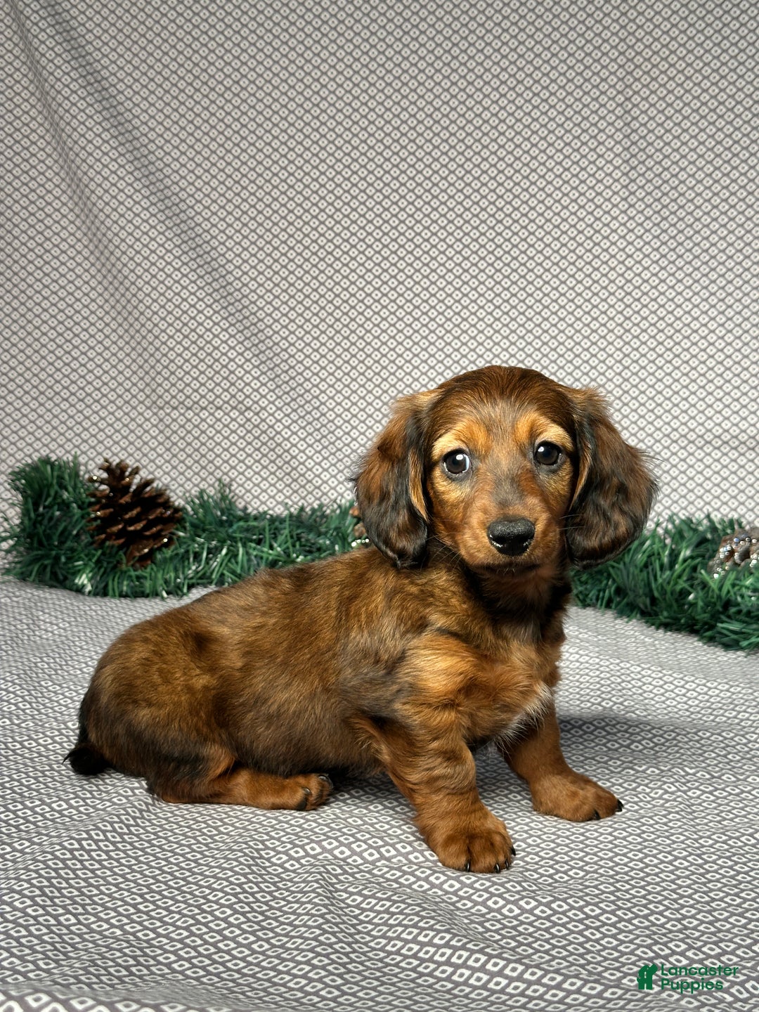 Miniature Dachshund dogs for sale: Mia - Ad 3